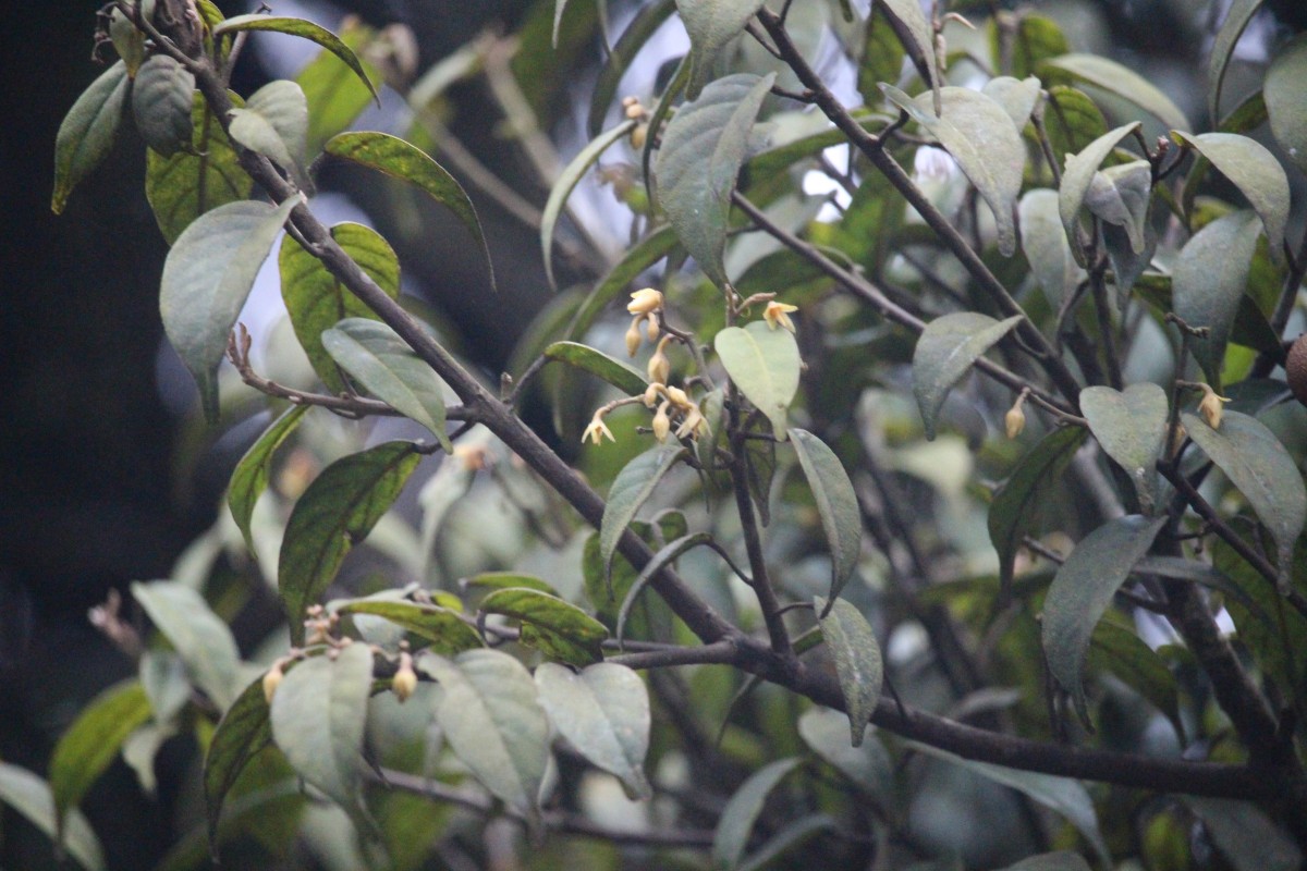 Stemonoporus cordifolius (Thwaites) Alston